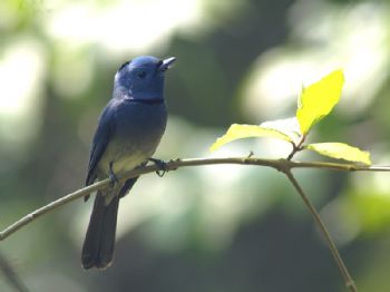 El pajarito de Twitter, ¡¡existe en el mundo real !!